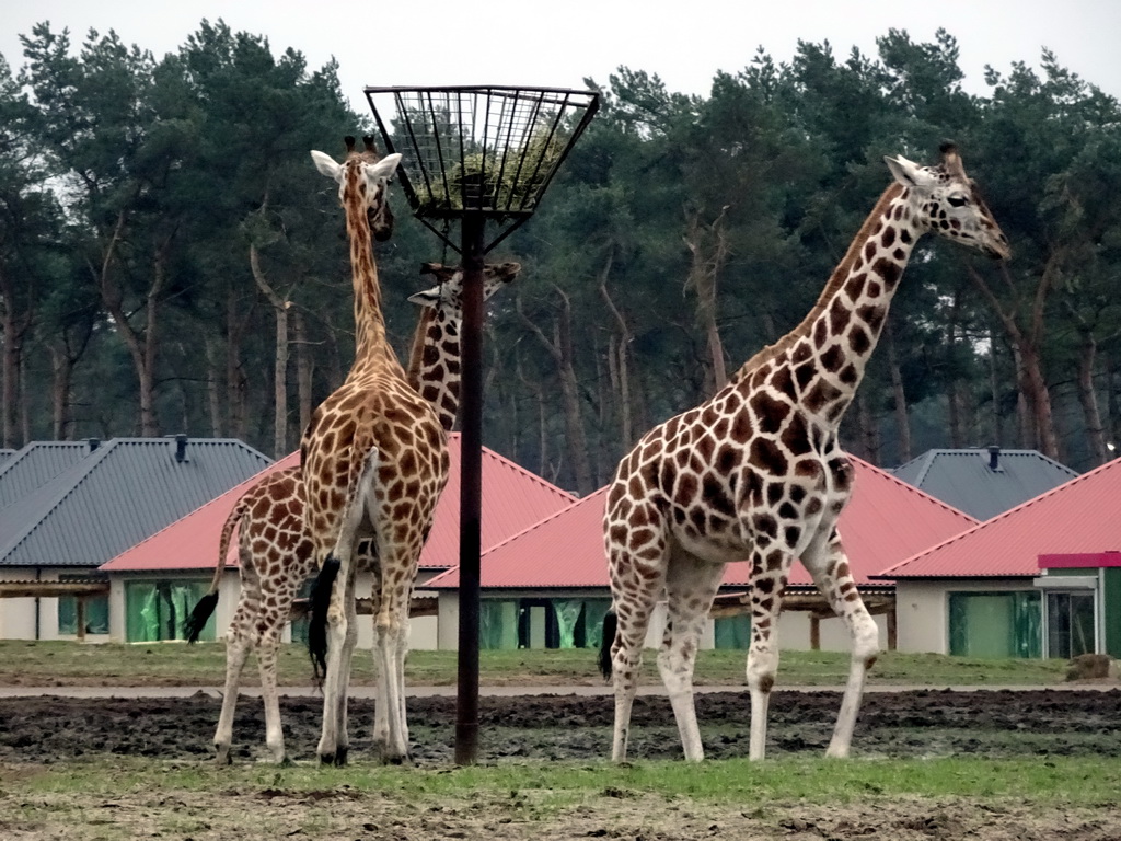 Rothschild`s Giraffes and holiday homes of the Safari Resort at the Safaripark Beekse Bergen, under construction, during the Winterdroom period