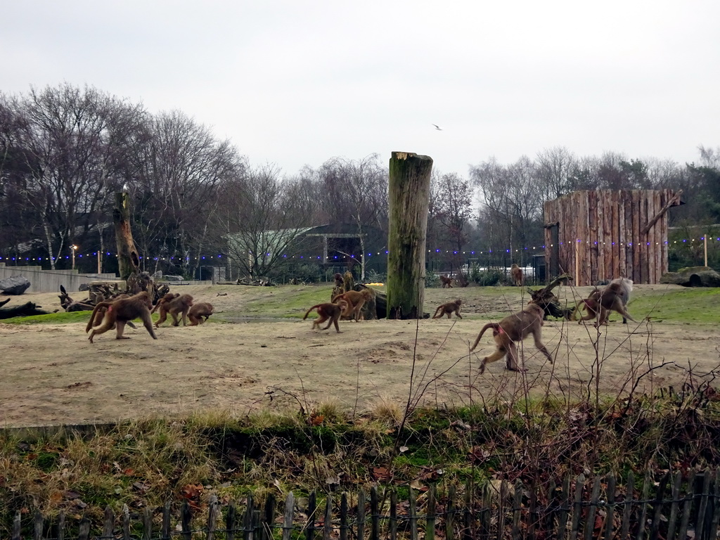 Hamadryas Baboons at the Safaripark Beekse Bergen, during the Winterdroom period