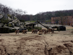 Hamadryas Baboons at the Safaripark Beekse Bergen, during the Winterdroom period