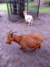 Goats at the Petting Zoo at the Afrikadorp village at the Safaripark Beekse Bergen, during the Winterdroom period