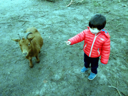Max with a Goat at the Petting Zoo at the Afrikadorp village at the Safaripark Beekse Bergen, during the Winterdroom period