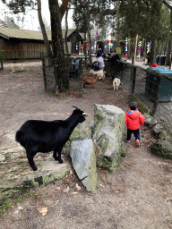 Max with Goats at the Petting Zoo at the Afrikadorp village at the Safaripark Beekse Bergen, during the Winterdroom period