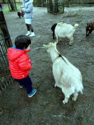 Max with Goats at the Petting Zoo at the Afrikadorp village at the Safaripark Beekse Bergen, during the Winterdroom period