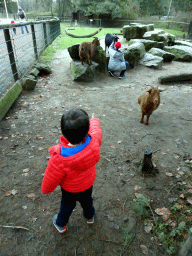 Max with Goats at the Petting Zoo at the Afrikadorp village at the Safaripark Beekse Bergen, during the Winterdroom period