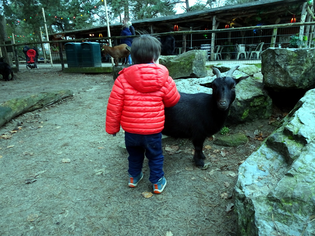 Max with Goats at the Petting Zoo at the Afrikadorp village at the Safaripark Beekse Bergen, during the Winterdroom period