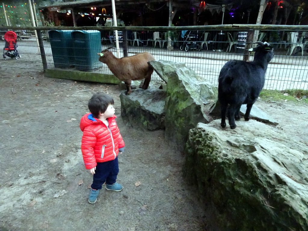 Max with Goats at the Petting Zoo at the Afrikadorp village at the Safaripark Beekse Bergen, during the Winterdroom period