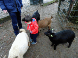 Max with Goats at the Petting Zoo at the Afrikadorp village at the Safaripark Beekse Bergen, during the Winterdroom period