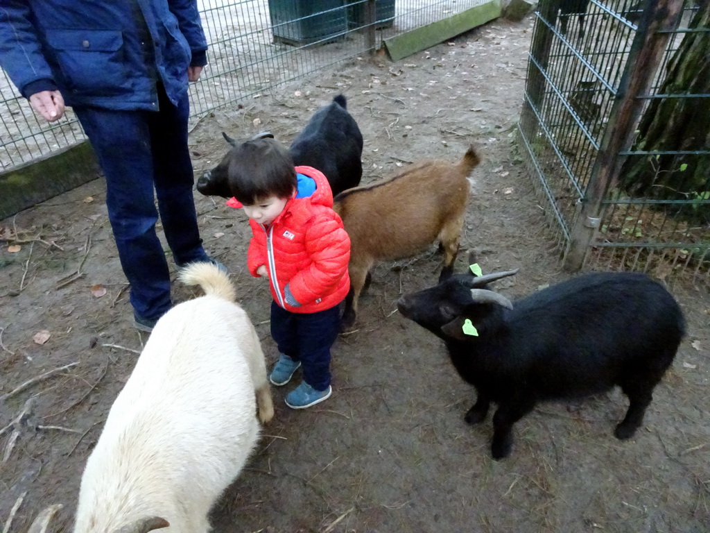 Max with Goats at the Petting Zoo at the Afrikadorp village at the Safaripark Beekse Bergen, during the Winterdroom period