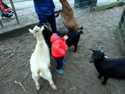 Max with Goats at the Petting Zoo at the Afrikadorp village at the Safaripark Beekse Bergen, during the Winterdroom period