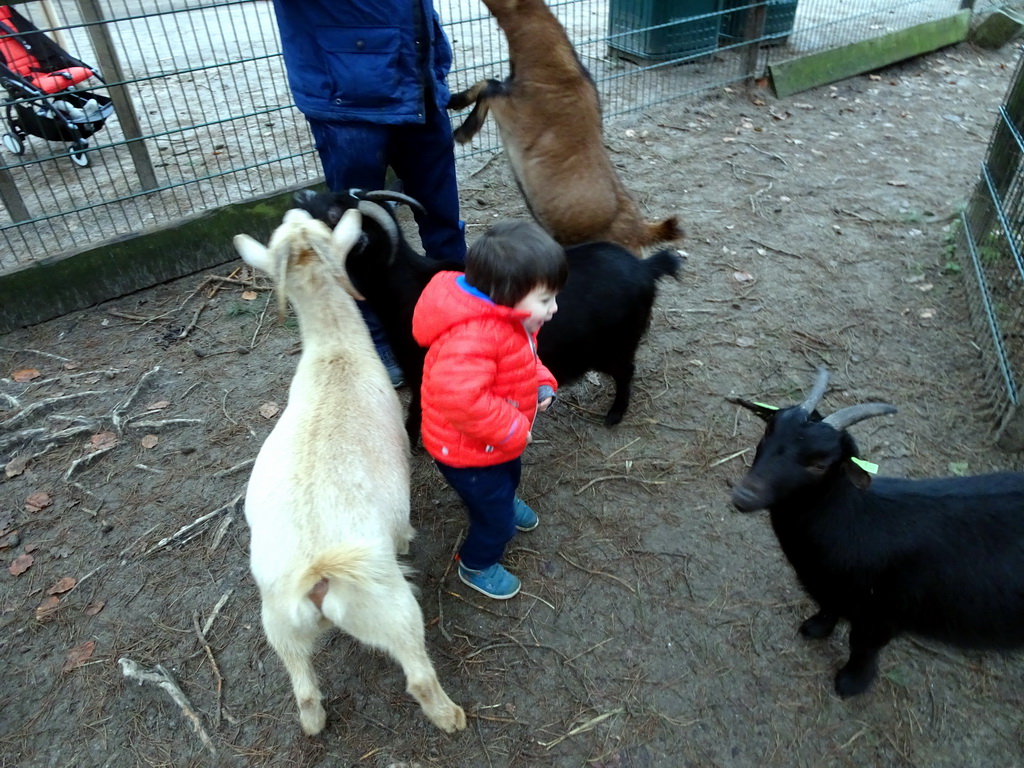 Max with Goats at the Petting Zoo at the Afrikadorp village at the Safaripark Beekse Bergen, during the Winterdroom period