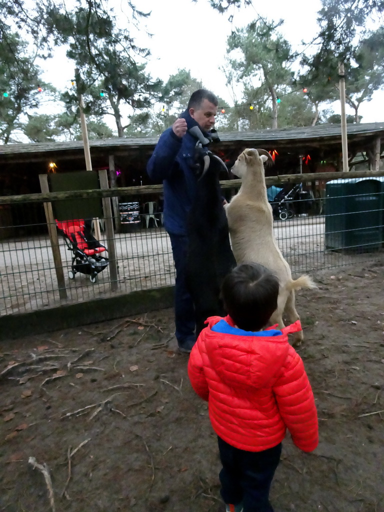 Max with Goats at the Petting Zoo at the Afrikadorp village at the Safaripark Beekse Bergen, during the Winterdroom period