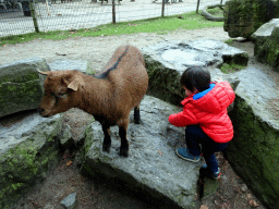 Max with a Goat at the Petting Zoo at the Afrikadorp village at the Safaripark Beekse Bergen, during the Winterdroom period