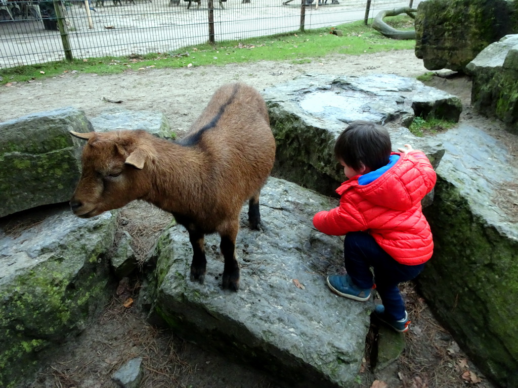 Max with a Goat at the Petting Zoo at the Afrikadorp village at the Safaripark Beekse Bergen, during the Winterdroom period