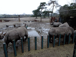 Square-lipped Rhinoceroses at the Safaripark Beekse Bergen, during the Winterdroom period