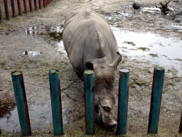 Square-lipped Rhinoceros at the Safaripark Beekse Bergen, during the Winterdroom period