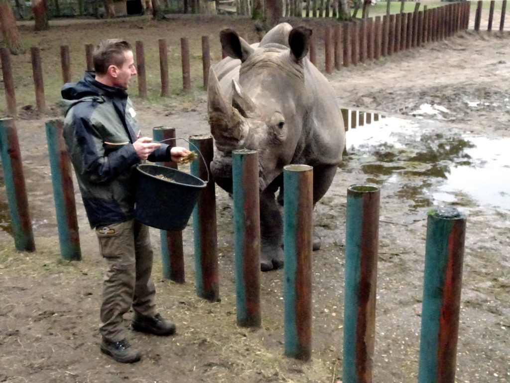 Square-lipped Rhinoceros and zookeeper at the Safaripark Beekse Bergen, during the Winterdroom period