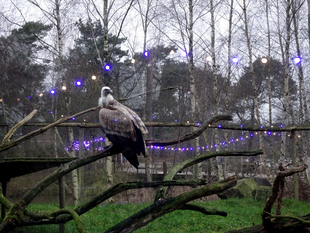 White-headed Vulture at the Safaripark Beekse Bergen, during the Winterdroom period