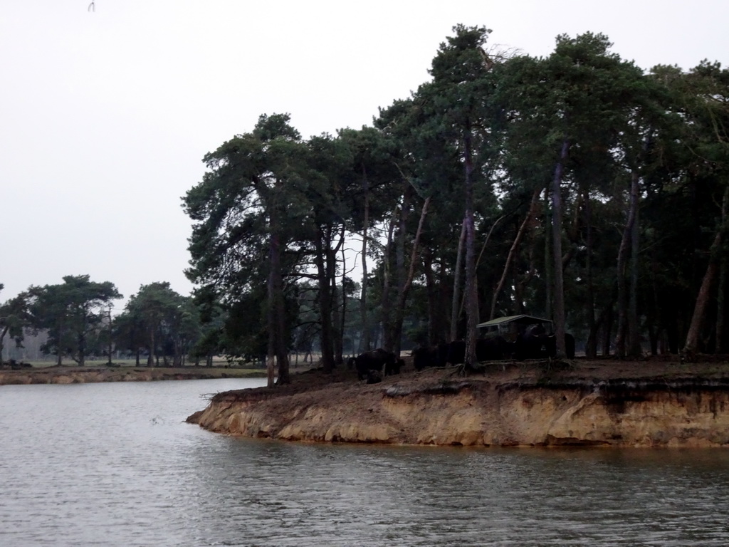 Yaks at the Safaripark Beekse Bergen, during the Winterdroom period