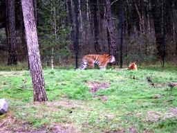 Siberian Tigers at the Safaripark Beekse Bergen, during the Winterdroom period