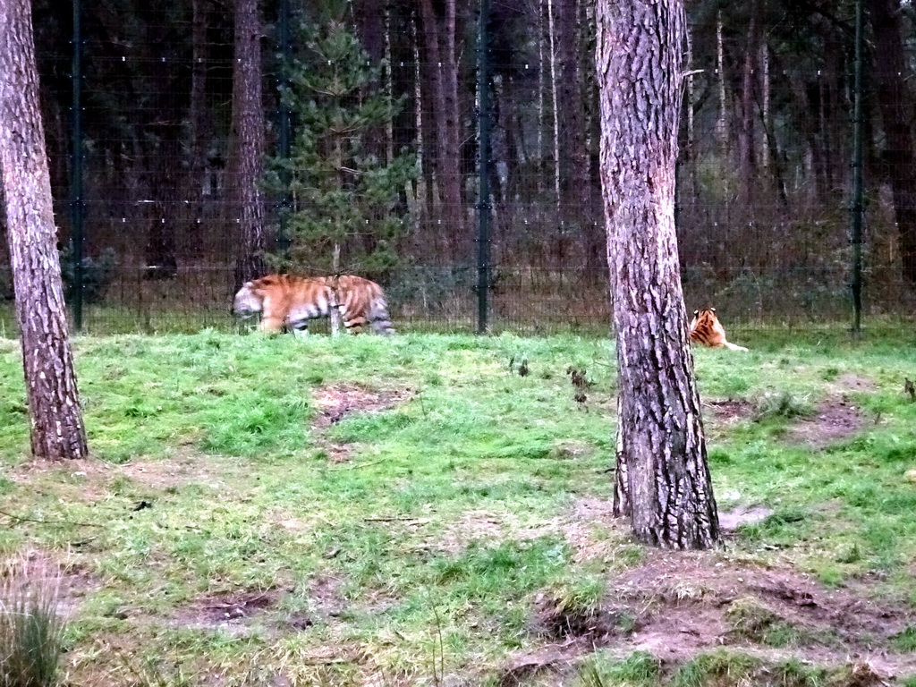 Siberian Tigers at the Safaripark Beekse Bergen, during the Winterdroom period