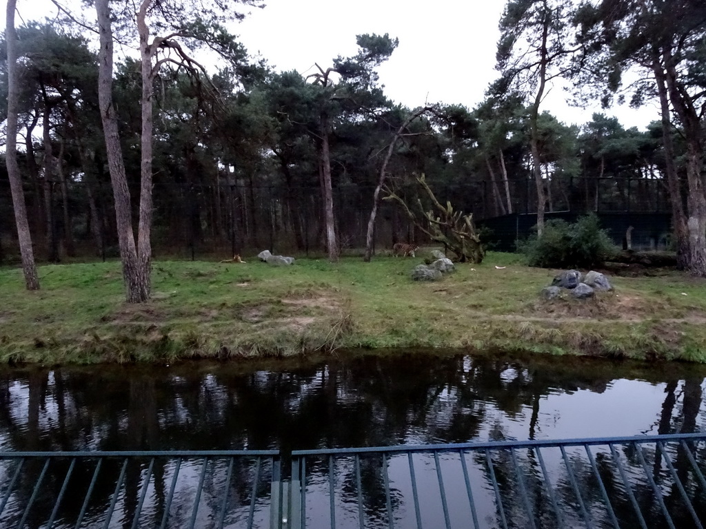 Siberian Tigers at the Safaripark Beekse Bergen, during the Winterdroom period