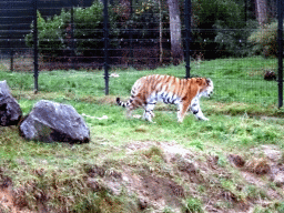 Siberian Tiger at the Safaripark Beekse Bergen, during the Winterdroom period