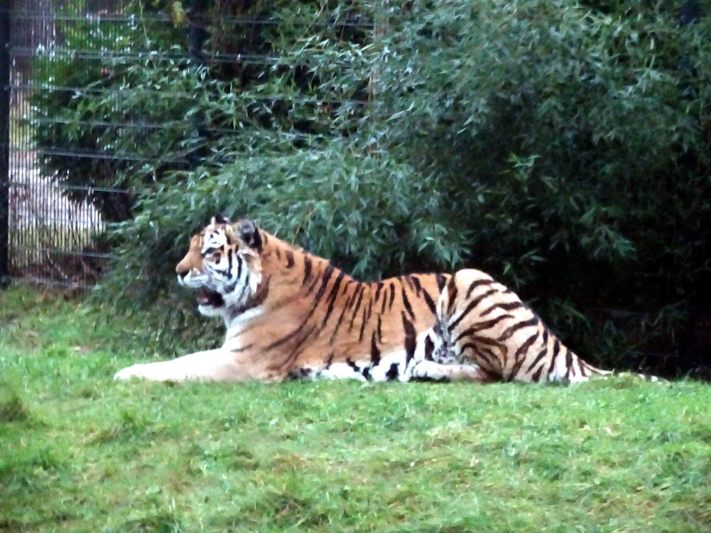 Siberian Tiger at the Safaripark Beekse Bergen, during the Winterdroom period