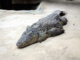 Nile Crocodile at the Hippopotamus and Crocodile enclosure at the Safaripark Beekse Bergen, during the Winterdroom period