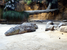 Nile Crocodiles at the Hippopotamus and Crocodile enclosure at the Safaripark Beekse Bergen, during the Winterdroom period
