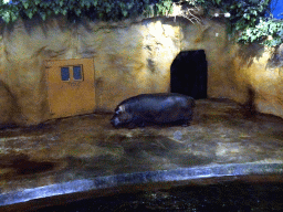 Hippopotamus at the Hippopotamus and Crocodile enclosure at the Safaripark Beekse Bergen, during the Winterdroom period