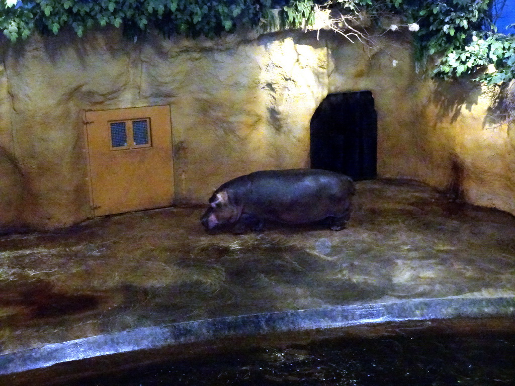 Hippopotamus at the Hippopotamus and Crocodile enclosure at the Safaripark Beekse Bergen, during the Winterdroom period