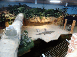 Nile Crocodile at the Hippopotamus and Crocodile enclosure at the Safaripark Beekse Bergen, during the Winterdroom period, viewed from the upper floor