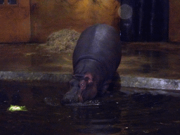Hippopotamus at the Hippopotamus and Crocodile enclosure at the Safaripark Beekse Bergen, during the Winterdroom period