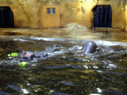 Hippopotamuses at the Hippopotamus and Crocodile enclosure at the Safaripark Beekse Bergen, during the Winterdroom period