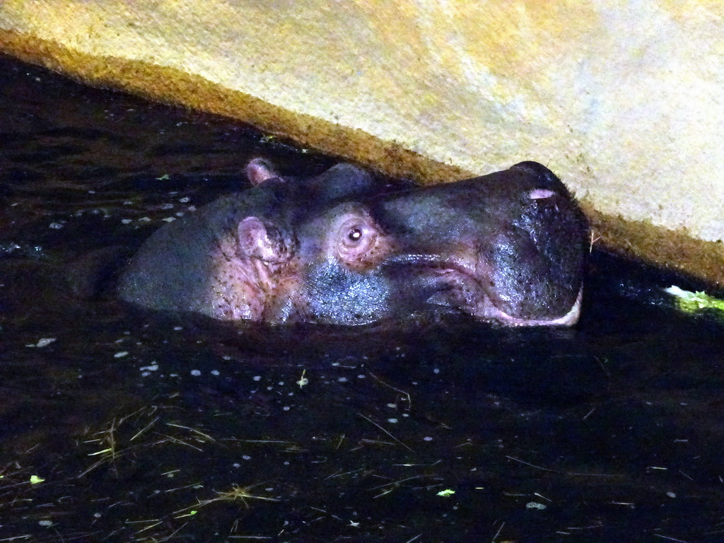 Hippopotamus at the Hippopotamus and Crocodile enclosure at the Safaripark Beekse Bergen, during the Winterdroom period