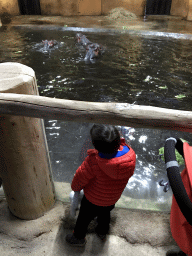 Max with Hippopotamuses at the Hippopotamus and Crocodile enclosure at the Safaripark Beekse Bergen, during the Winterdroom period