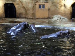 Hippopotamuses at the Hippopotamus and Crocodile enclosure at the Safaripark Beekse Bergen, during the Winterdroom period