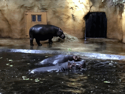 Hippopotamuses at the Hippopotamus and Crocodile enclosure at the Safaripark Beekse Bergen, during the Winterdroom period