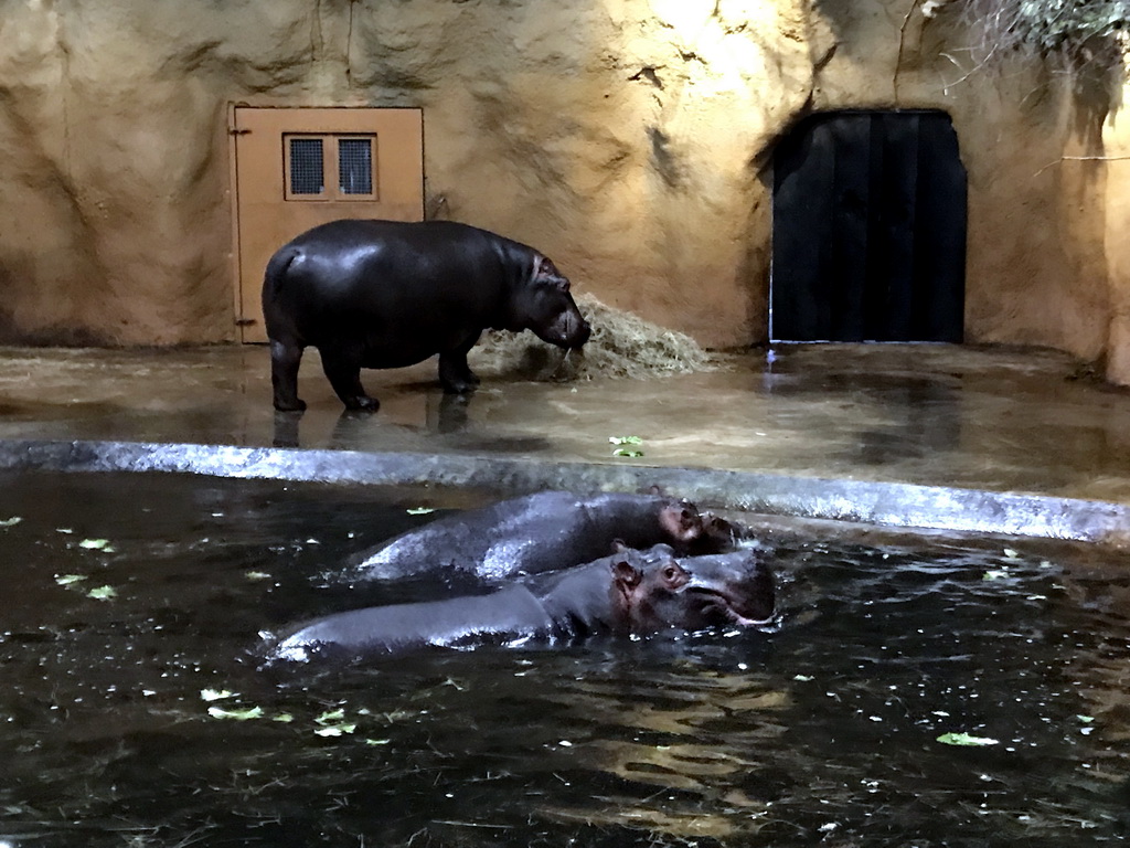 Hippopotamuses at the Hippopotamus and Crocodile enclosure at the Safaripark Beekse Bergen, during the Winterdroom period