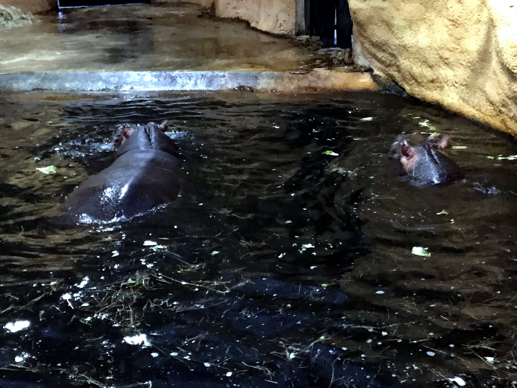 Hippopotamuses at the Hippopotamus and Crocodile enclosure at the Safaripark Beekse Bergen, during the Winterdroom period