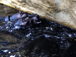 Hippopotamuses at the Hippopotamus and Crocodile enclosure at the Safaripark Beekse Bergen, during the Winterdroom period