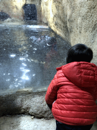 Max with Hippopotamus at the Hippopotamus and Crocodile enclosure at the Safaripark Beekse Bergen, during the Winterdroom period
