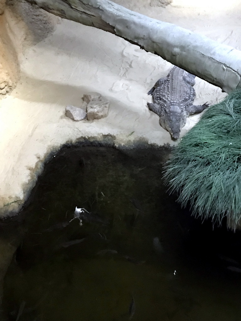 Nile Crocodile at the Hippopotamus and Crocodile enclosure at the Safaripark Beekse Bergen, during the Winterdroom period, viewed from the upper floor