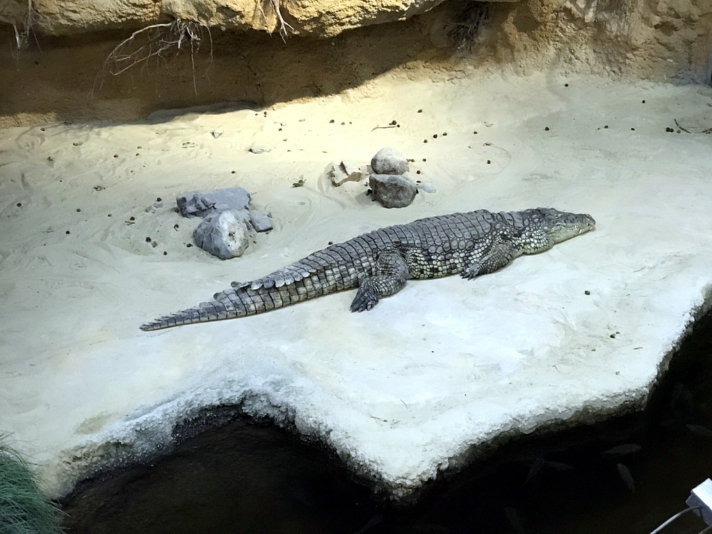 Nile Crocodile at the Hippopotamus and Crocodile enclosure at the Safaripark Beekse Bergen, during the Winterdroom period, viewed from the upper floor