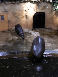 Hippopotamuses at the Hippopotamus and Crocodile enclosure at the Safaripark Beekse Bergen, during the Winterdroom period