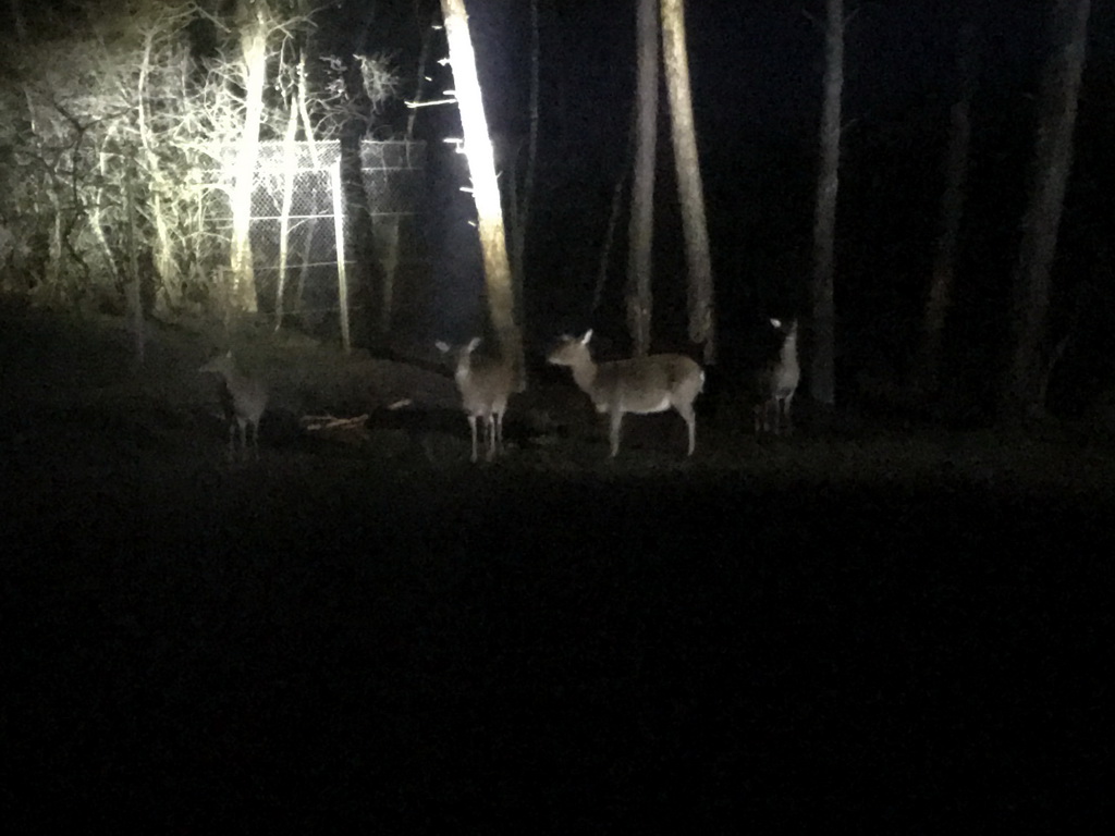 Tonkin Sika Deer at the Safaripark Beekse Bergen, viewed from the bus during the Winterdroom Night Bus Safari, by night