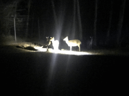 Tonkin Sika Deer at the Safaripark Beekse Bergen, viewed from the bus during the Winterdroom Night Bus Safari, by night