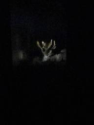 European Red Deer at the Safaripark Beekse Bergen, viewed from the bus during the Winterdroom Night Bus Safari, by night
