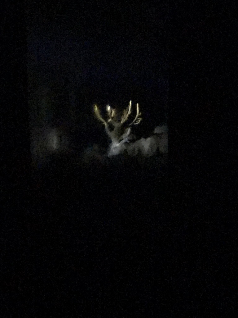 European Red Deer at the Safaripark Beekse Bergen, viewed from the bus during the Winterdroom Night Bus Safari, by night