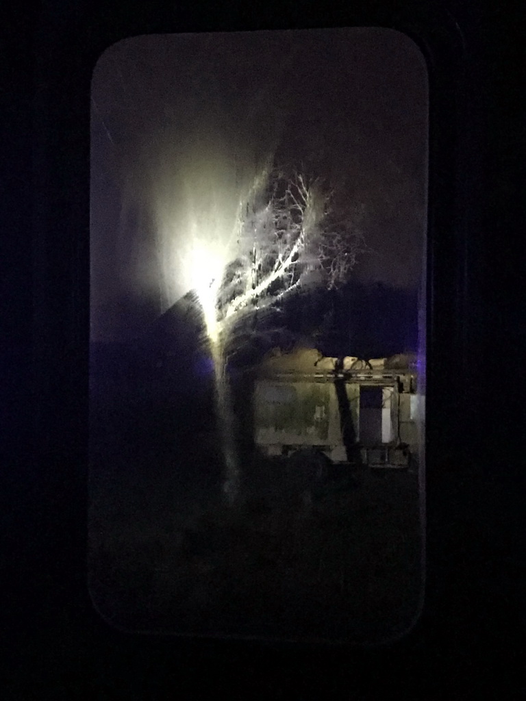 Jeep with Lions at the Safaripark Beekse Bergen, viewed from the bus during the Winterdroom Night Bus Safari, by night